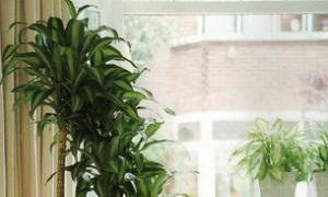 Освещение комнатных растений зимой: полезные советы Комнатные растения для искусственного освещения
